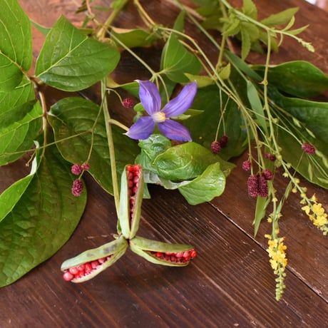 【花便り】アソートS(和花/茶花) お花の定期便