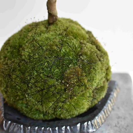 苔玉　寒椿(C-27)