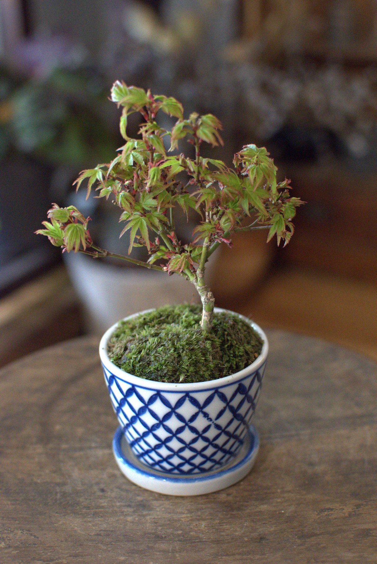 苔玉 紅葉〈清姫〉(C-12) | hirugao