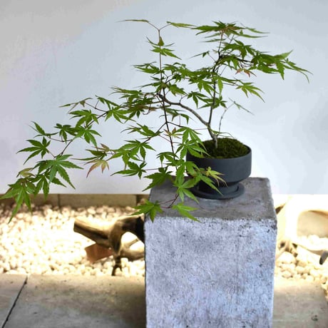 盆栽 紅葉〈流泉〉(Y-78)