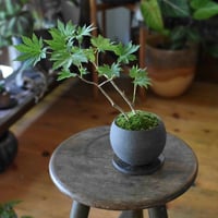 盆栽 紅葉〈葉団扇楓〉(Y-23)