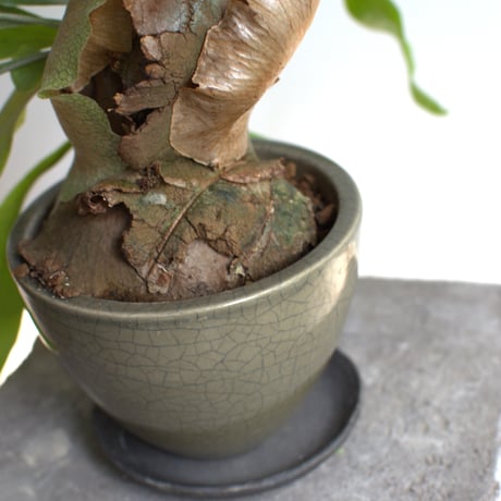 観葉植物 コウモリラン(G-23)