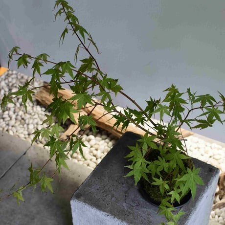苔玉 紅葉〈流泉〉(C-37)