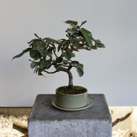 盆栽 寒グミ(Y-70)
