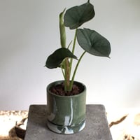 観葉植物 アロカシア(G-33)
