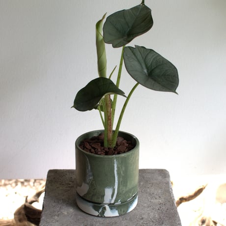 観葉植物 アロカシア(G-33)