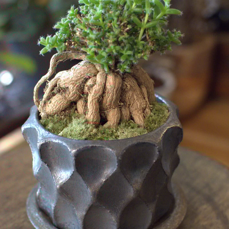 その他観葉植物 user_1242a77b 観葉植物 ドラセナ ソング オブ ジャマイカ 10号 ベータ