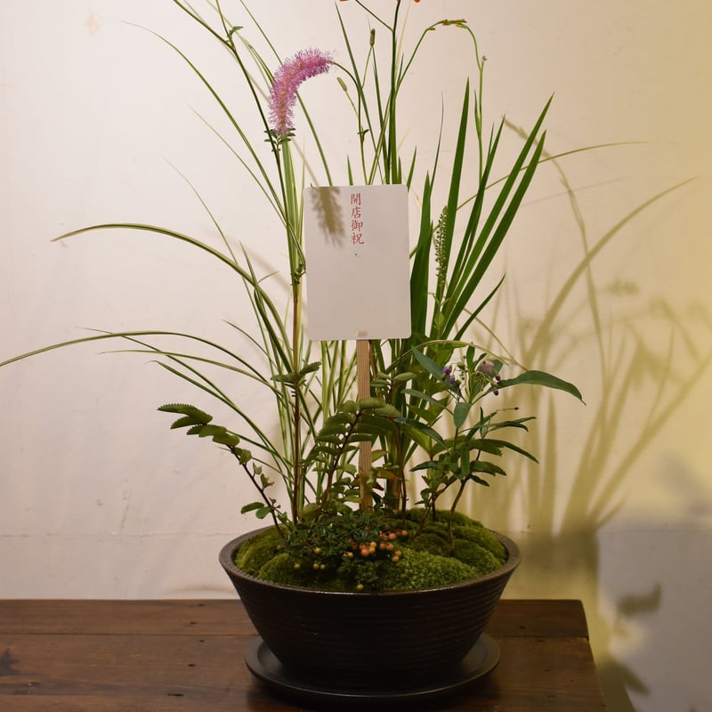盆栽鉢　時代盆栽鉢長方隅切り窓あり雲足33x24x8山野草寄せ植えサボテン植木鉢 紫泥外縁隅切額面長方鉢 | 盆栽、盆栽書籍、盆栽鉢の通販│近代出版