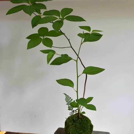 苔玉 黒文字(C-31)