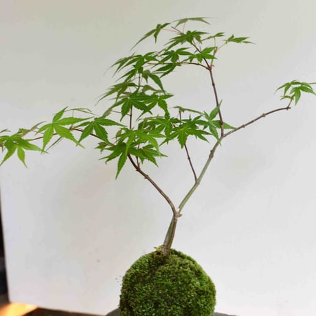 苔玉 紅葉〈流泉〉(C-30)