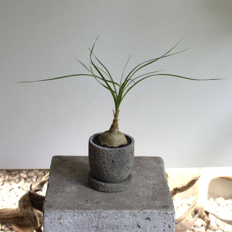 観葉植物 トックリラン(G-32)
