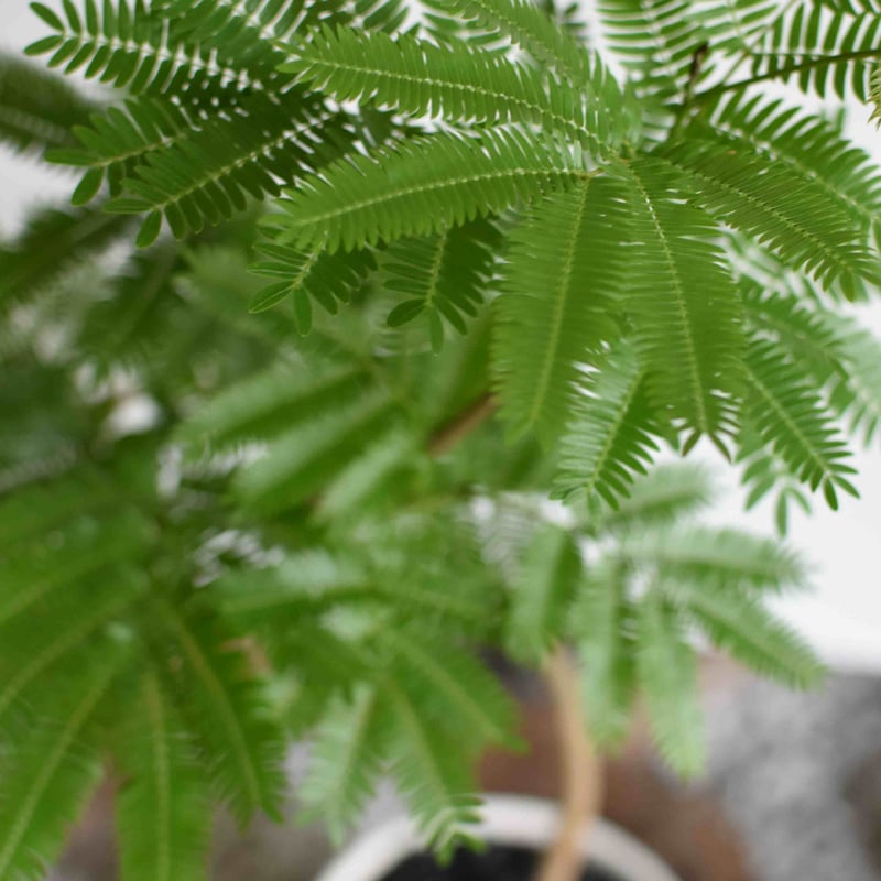 エバーフレッシュ　観葉植物 観葉植物 エバーフレッシュ(G-15) | hirugao