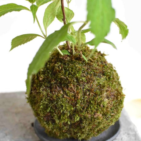 苔玉 山アジサイ(C-50)