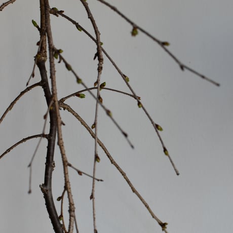 盆栽 枝垂桜(Y-69)