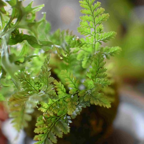 苔玉　獅子岩ヒトデ(C-22)