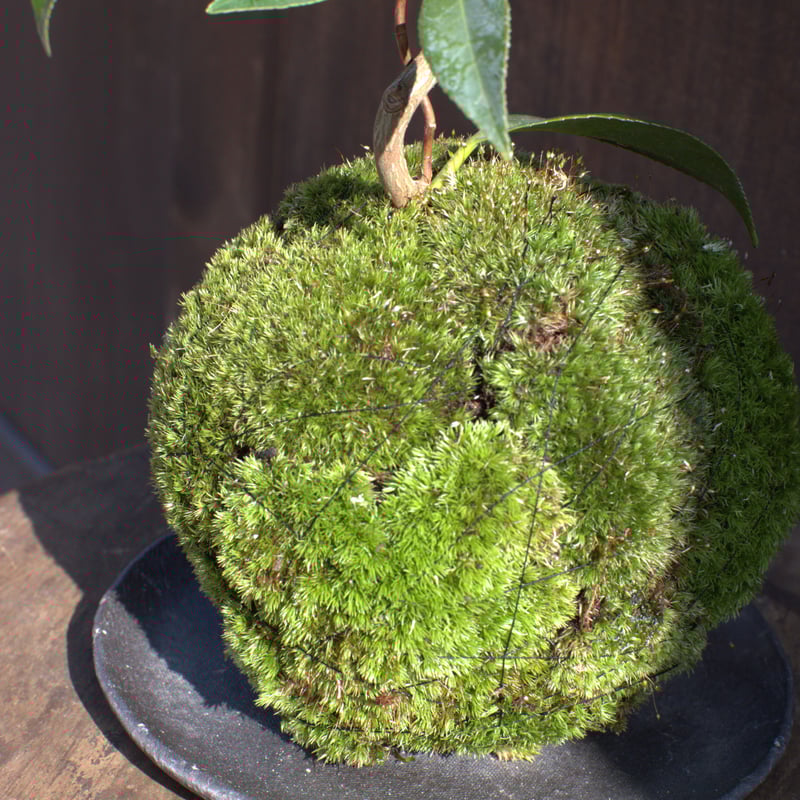 苔玉・苔 puyozou 苔玉・苔 puyozou 苔玉 風知草(C-16) | hirugao