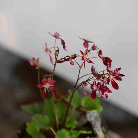 盆栽　紅花大文字草(Y-31)