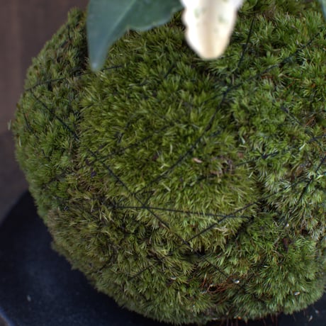 苔玉　万両(C‐10)