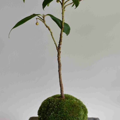苔玉　百両(C-28)