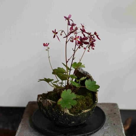 盆栽　紅花大文字草(Y-31)