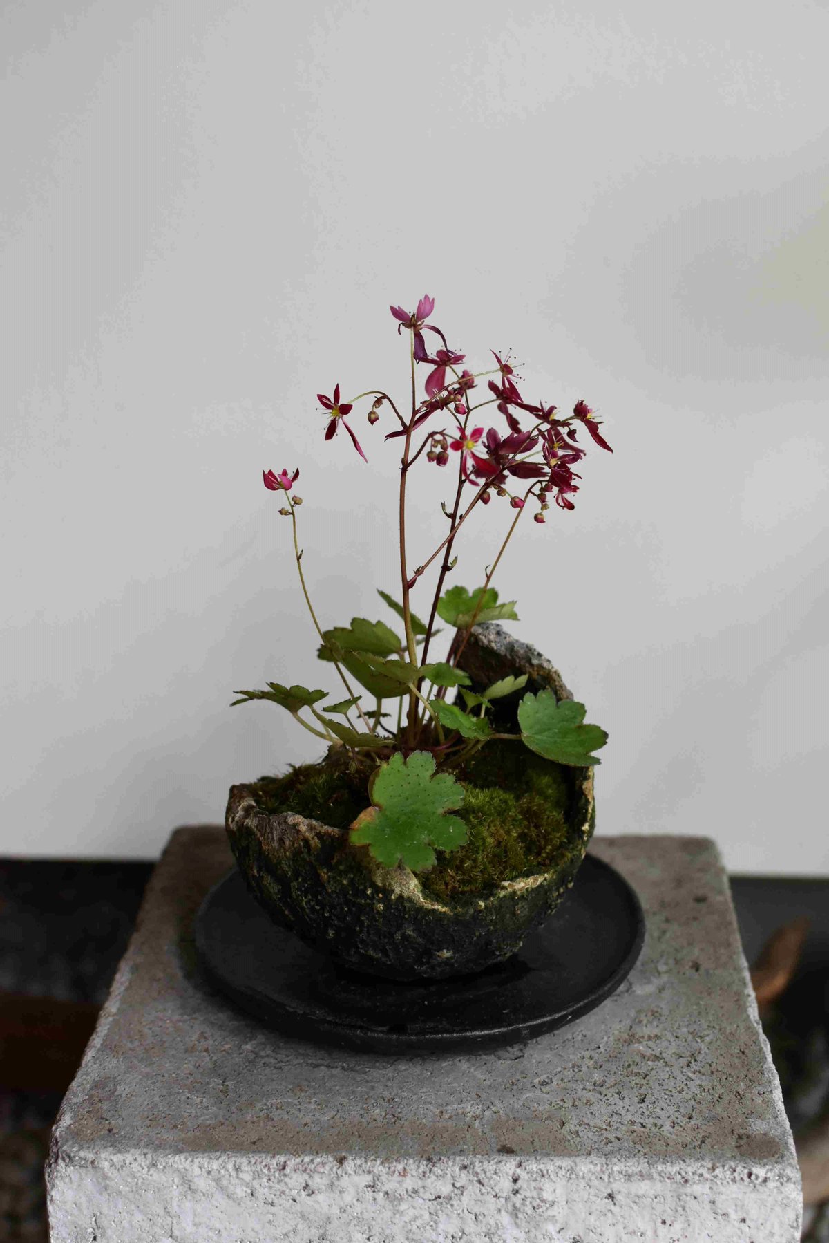 韓国　花びら盆 Laelia anceps var dawsonii ('Zenith' x 'John Tucker') - OrchidWeb