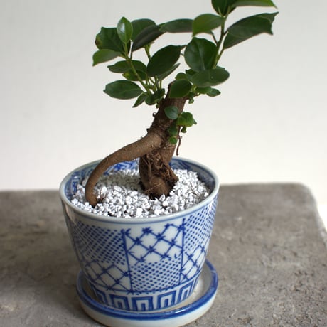 観葉植物 人参ガジュマル(G-35)
