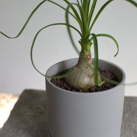 観葉植物 トックリラン(G-32)