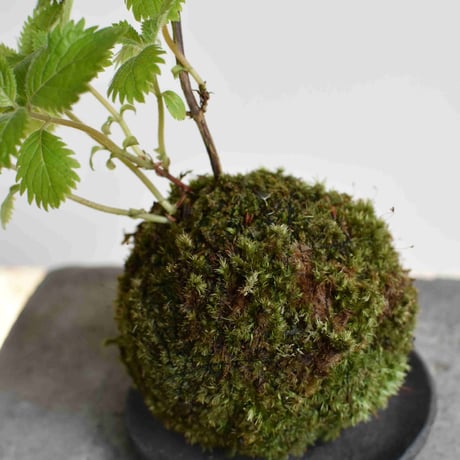 苔玉 コアジサイ(C-51)