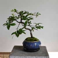 盆栽　常盤山査子(Y-54)