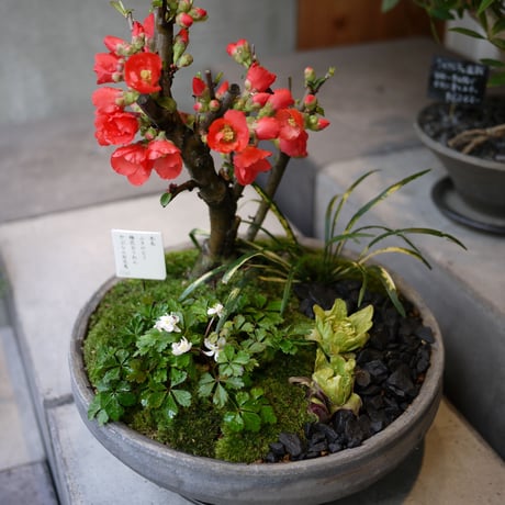 山野草寄せ植えM