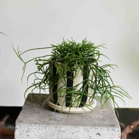 観葉植物 リプサリス・カスッサ(G-16)