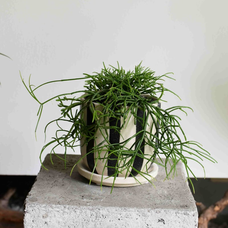 観葉植物 リプサリス・カスッサ(G-16) | hirugao