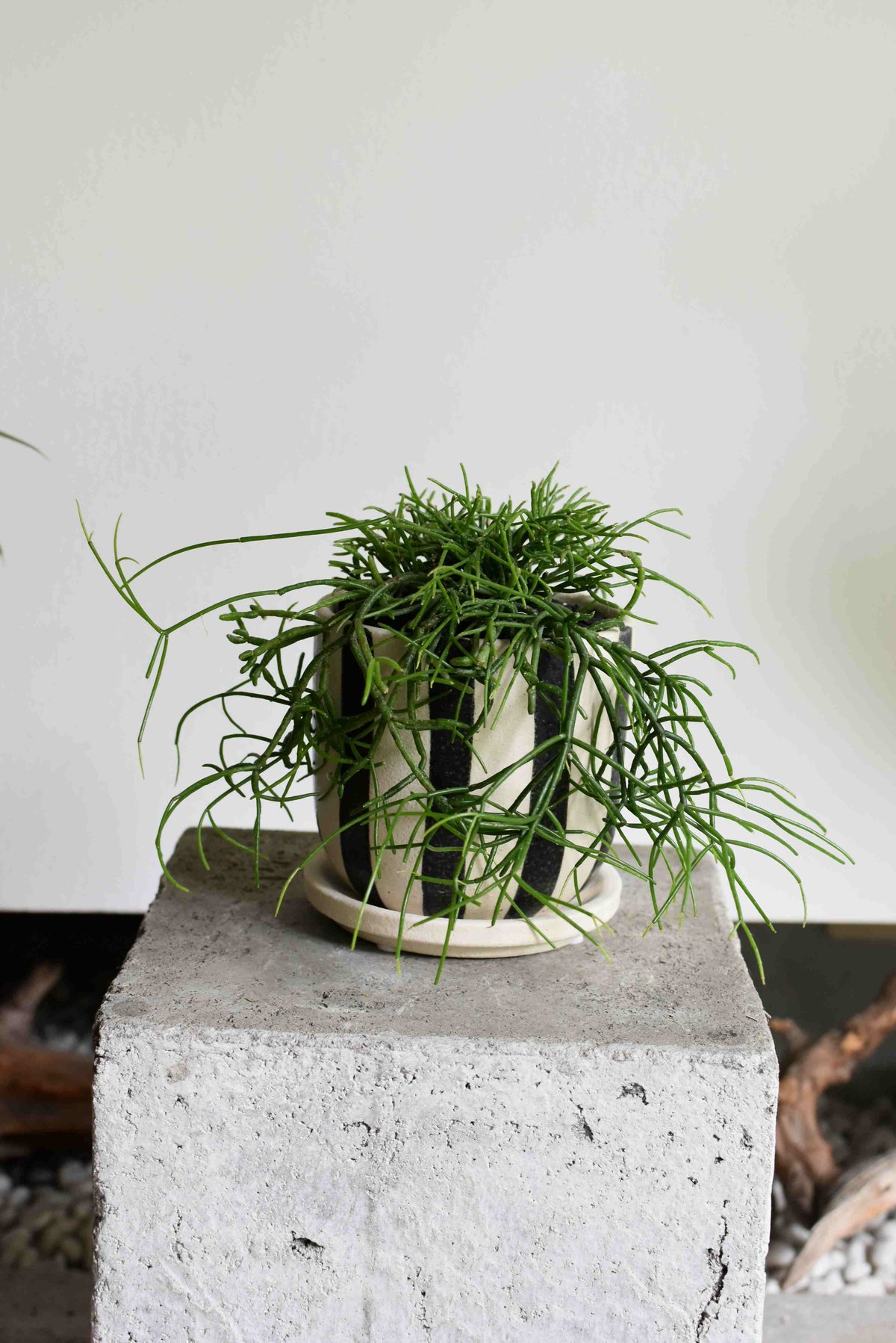 観葉植物 リプサリス・カスッサ(G-16) | hirugao