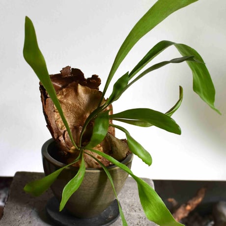観葉植物 コウモリラン(G-23)