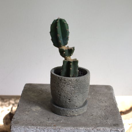観葉植物 柱サボテン(G-31)