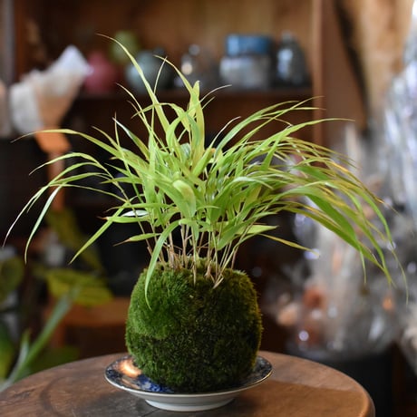 苔玉　風知草(C-16)