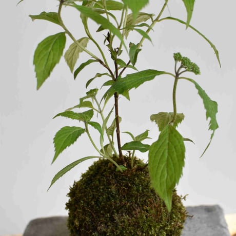 苔玉 山アジサイ(C-50)