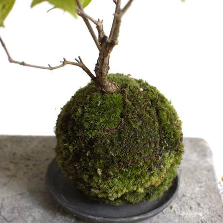 苔玉 小紫式部(C-53)