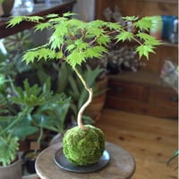 苔玉　紅葉〈有明〉(C-12)