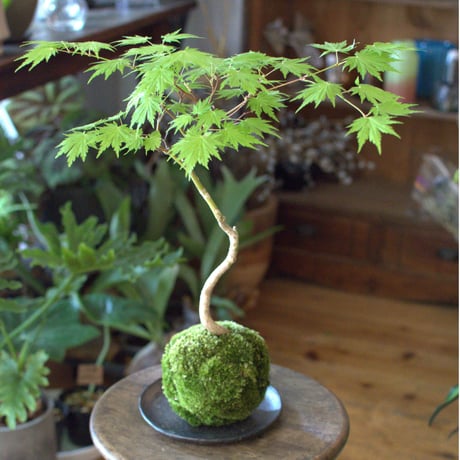 苔玉　紅葉〈有明〉(C-12)