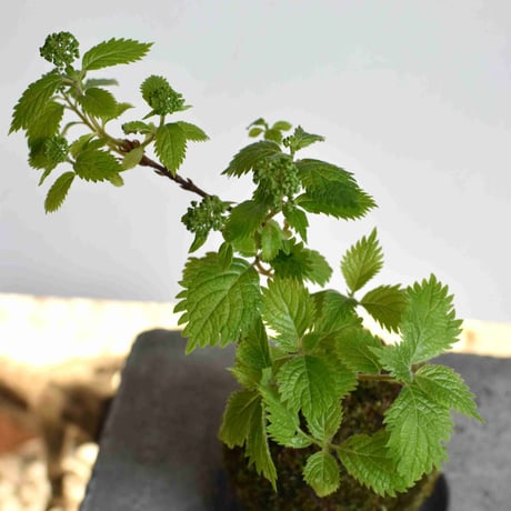 苔玉 コアジサイ(C-51)