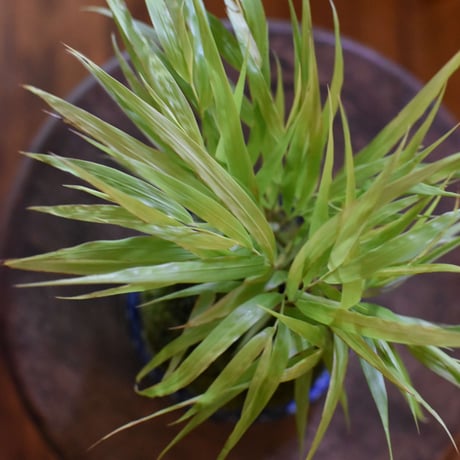 苔玉　風知草(C-16)