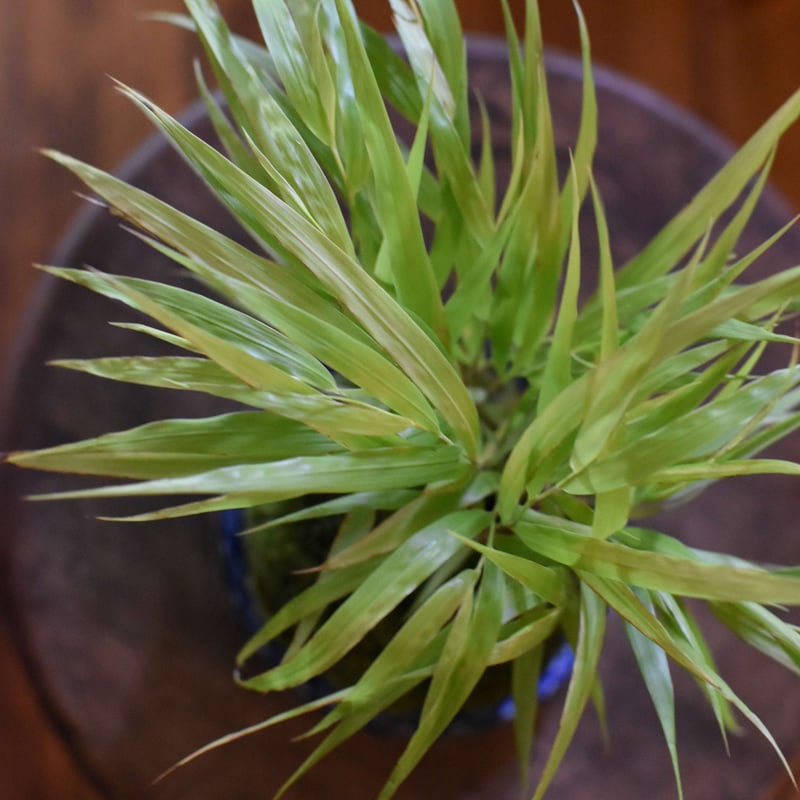 苔玉・苔 puyozou 苔玉 風知草(C-16) | hirugao