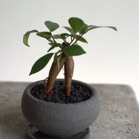 観葉植物 人参ガジュマル(G-35)