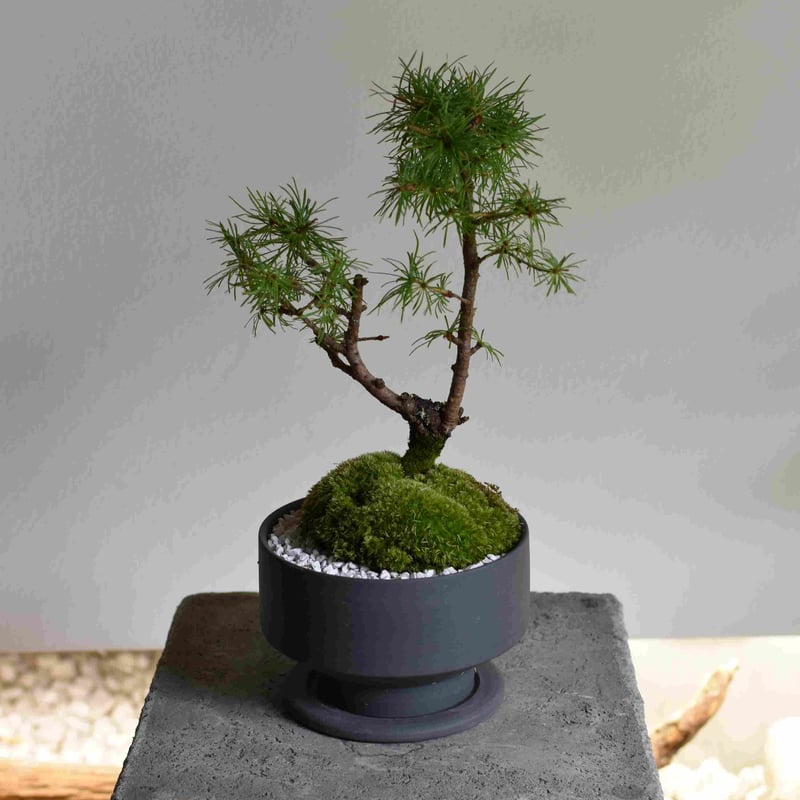 盆栽 唐松(Y-48) | hirugao