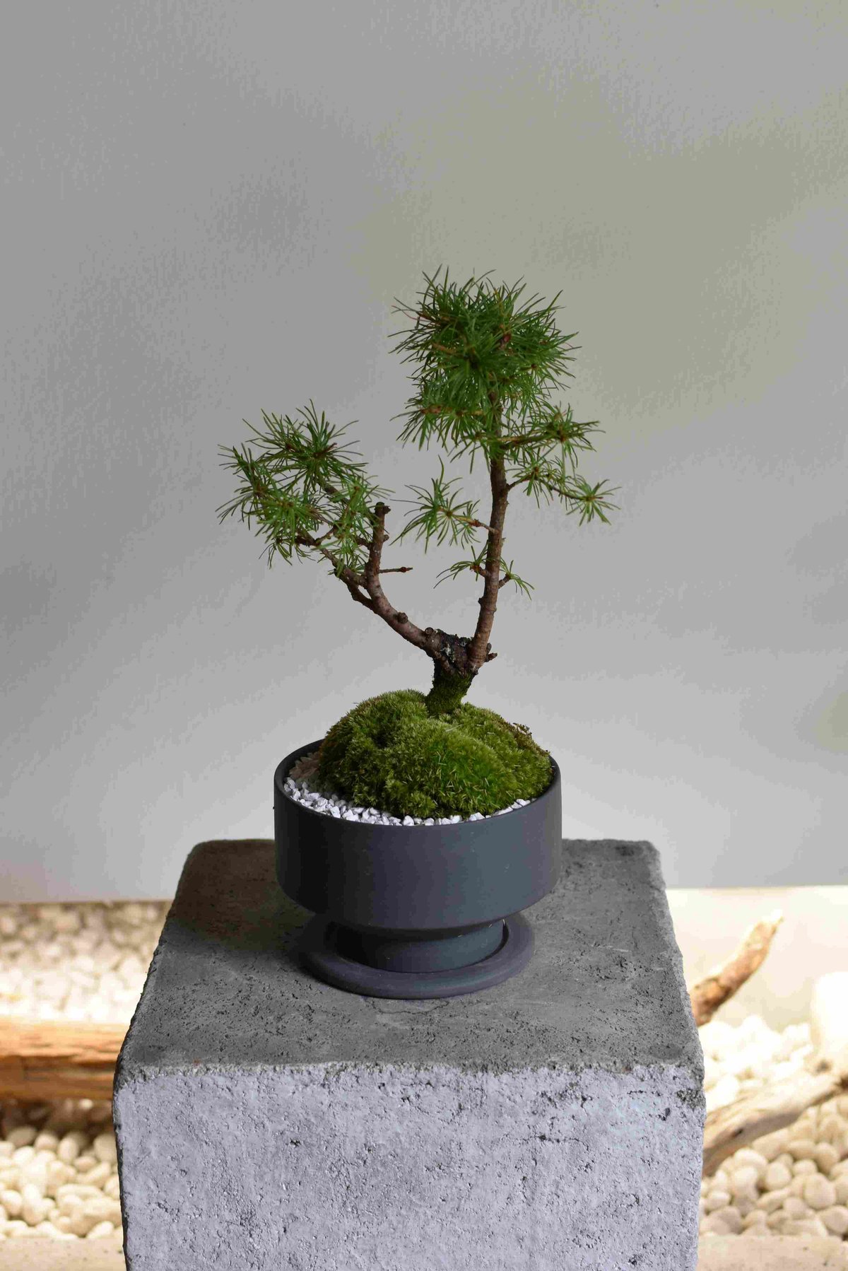 盆栽 唐松(Y-48) | hirugao