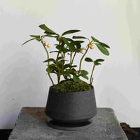 盆栽 ヤブコウジ(Y-62)