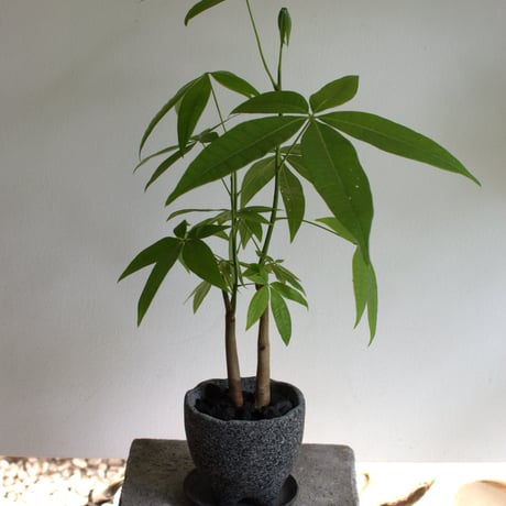 観葉植物 パキラ(G-28)