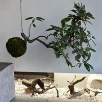 苔玉 寒グミ(C-46)