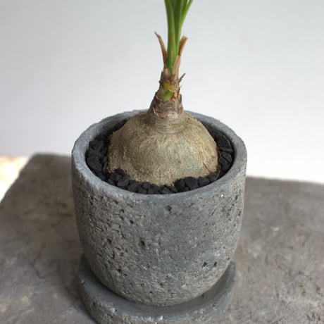 観葉植物 トックリラン(G-32)